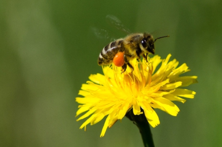 Biene mit prallvollen Pollenhöschen. Aufgenommen von Dirk Köst.