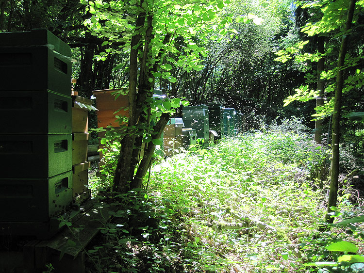 Einer unserer Bienenstände (aufgenommen am 29.05.2009). An diesem Standort stehen ca. 20 Bienenvölker (auf dem Foto nicht alle sichtbar). Wie man erkennen kann, brummt's da schon ordentlich!