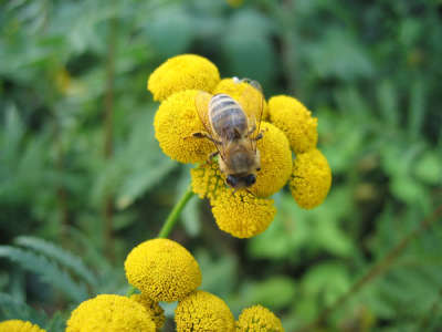 Eine Honigbiene bei der Arbeit