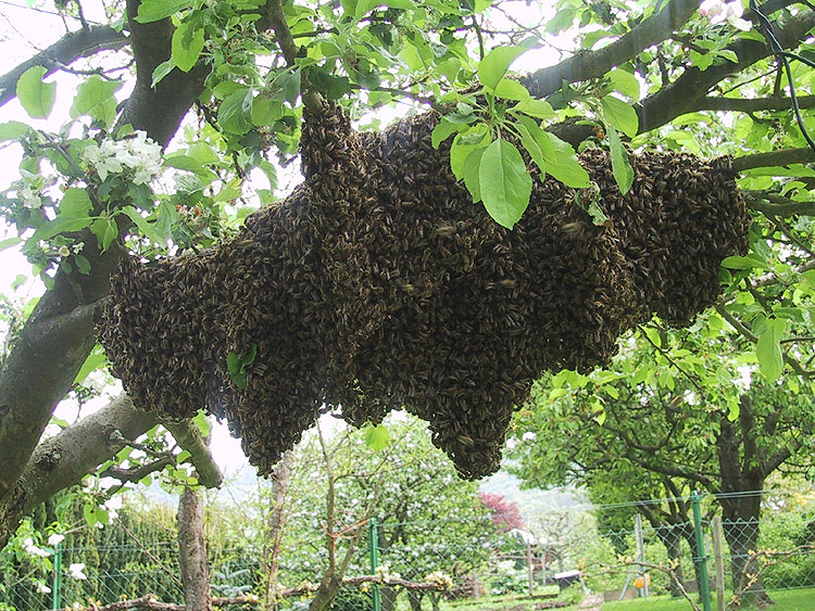 Eine große Traube aus unzähligen Bienen